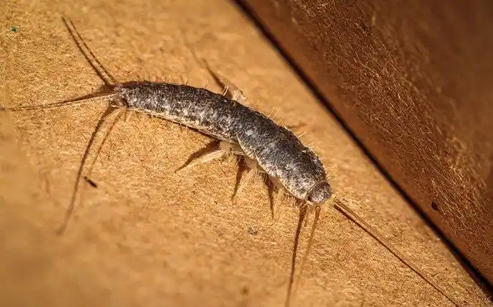 حشرة السمك الفضي تمشي على كرتون بني، توضح كيف تختبئ وتنتقل بعض الحشرات داخل الكراتين والصناديق الكرتونية أثناء التخزين أو النقل داخل المنازل.