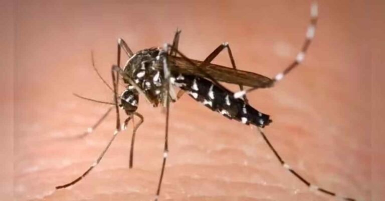Punjab on High Alert as Dengue Risk Intensifies
